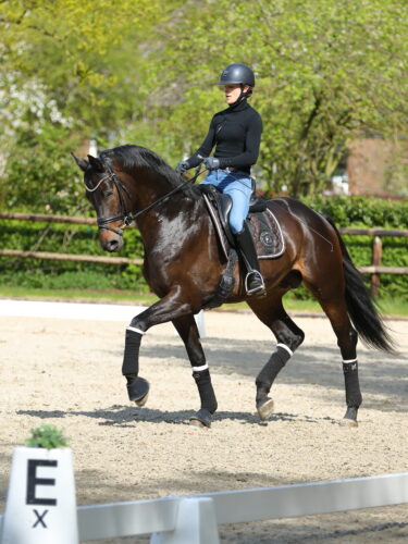 Integer14_x_Bischoff