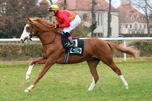 Dresden, Antinanco mit Andrasch Starke beim Aufgalopp