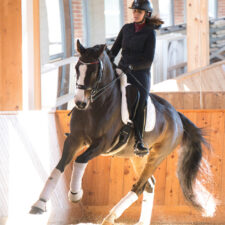 HorizontLembacher2_(c) Trakehner Gestüt Murtal